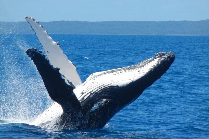 Mooloolaba Whale Watching Tour - Dalby Accommodation